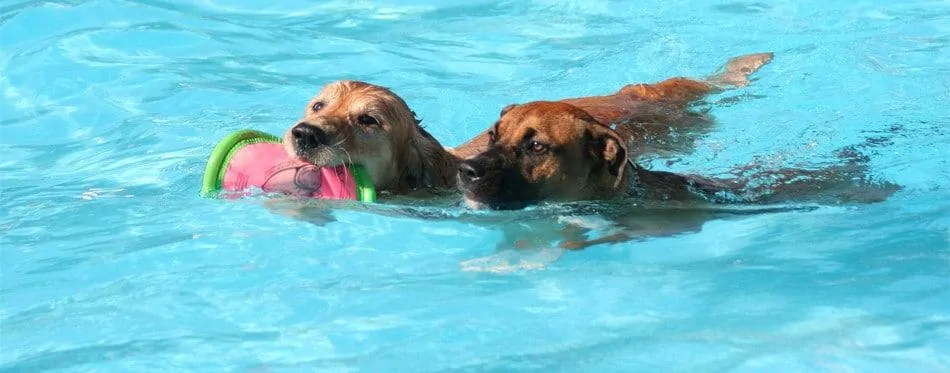 honden-in-een-zwembad