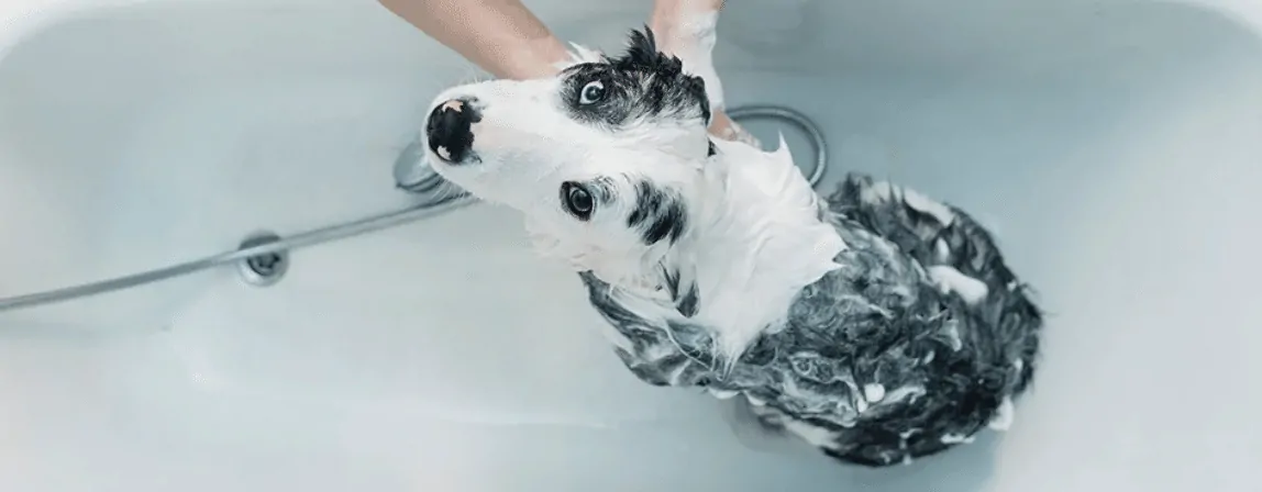 honden puppy shampoo