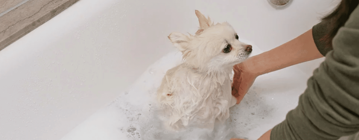 puppy met shampoo