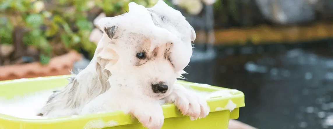 puppy shampoo