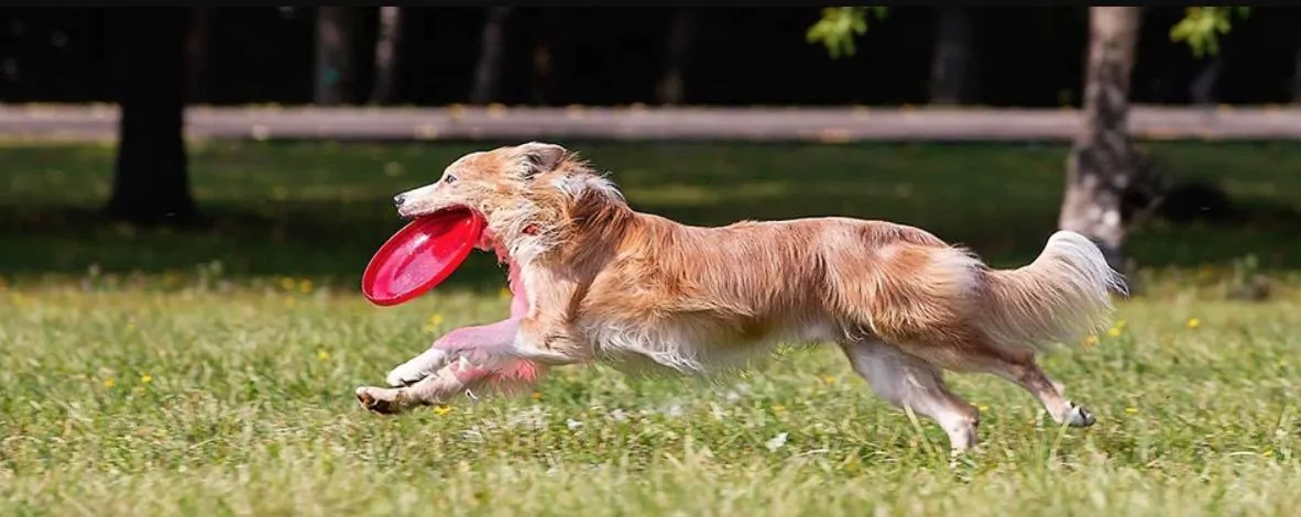 hond met frisbee