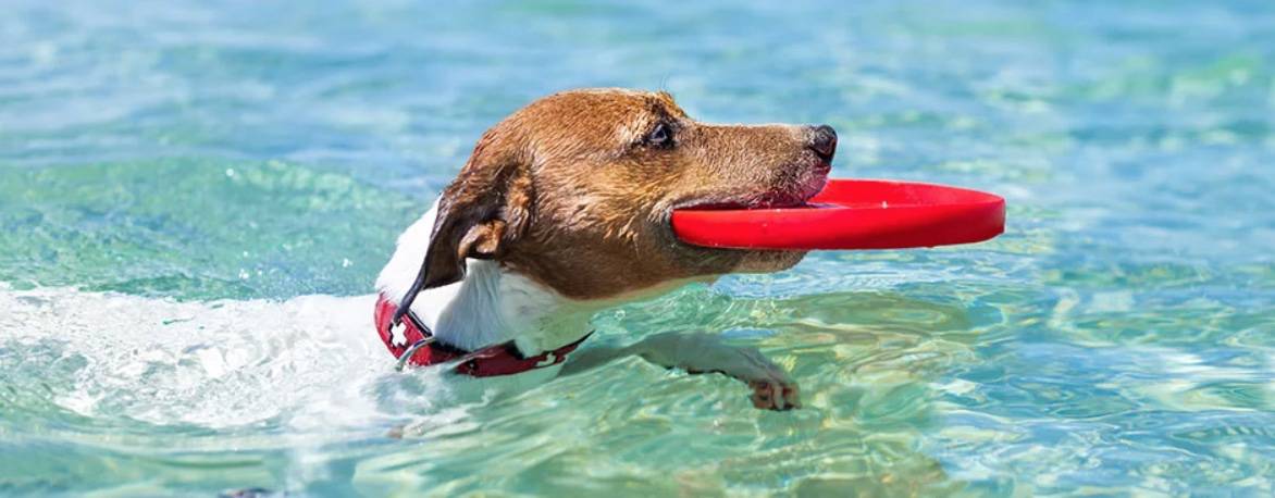 hond in water met frisbee