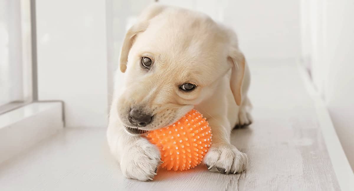 Post atmosfeer Gang Beste puppy speelgoed voor jouw hond in 2022 [koopgids] - hondenpagina.com