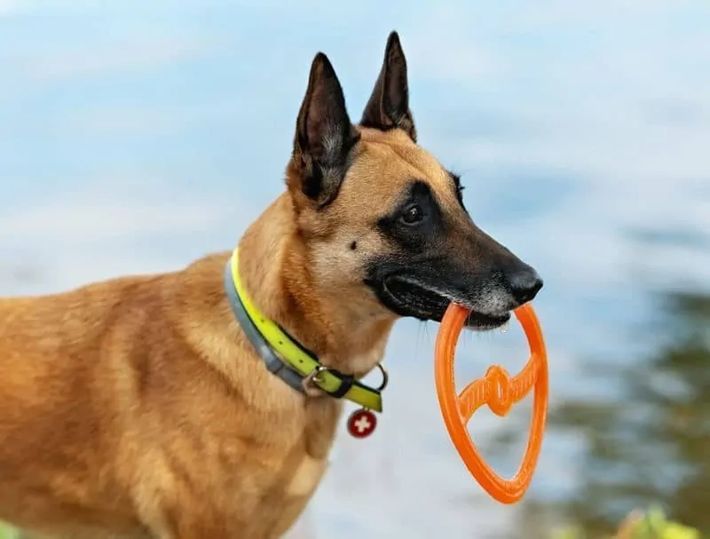 beste Lichtgevende halsband  voor je hond