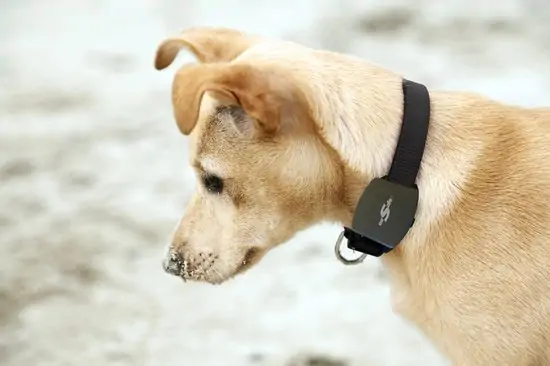 Editor Wizard Pelagisch De beste GPS tracker voor je hond in 2022 [koopgids] - hondenpagina.com